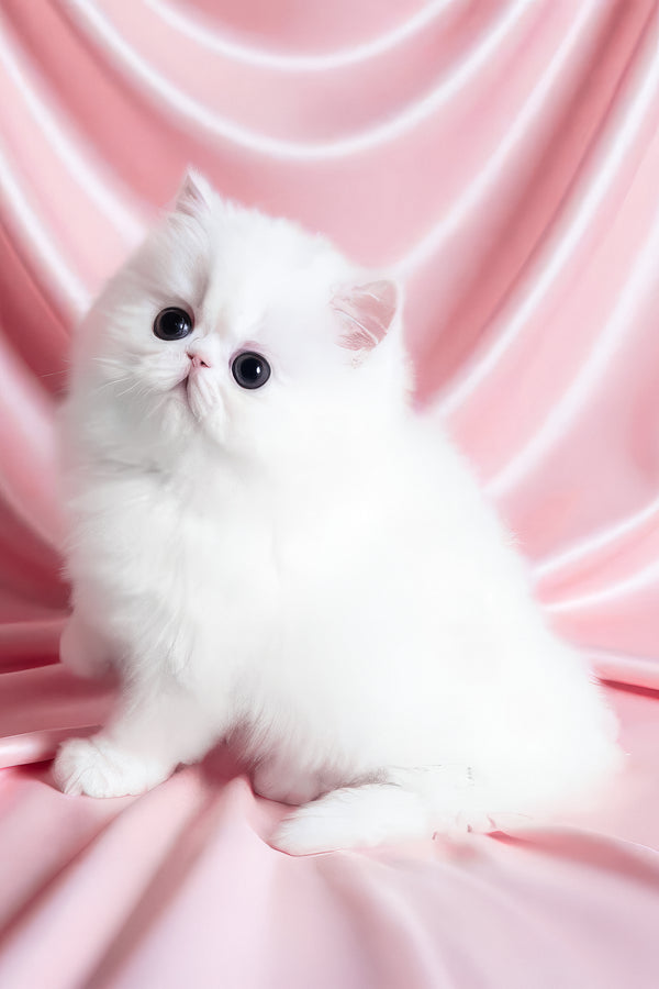 Zimushka | Persian Kitten