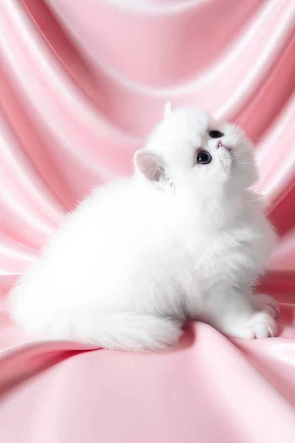 Zimushka | Persian Kitten