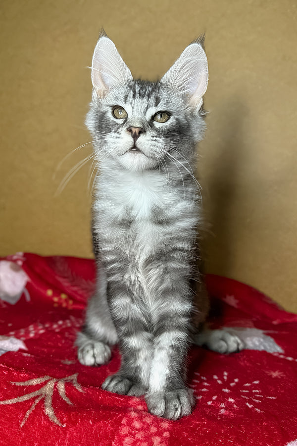 Zivert | Maine Coon Kitten