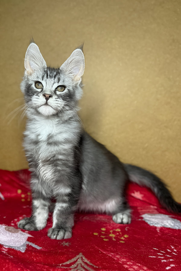 Zivert | Maine Coon Kitten