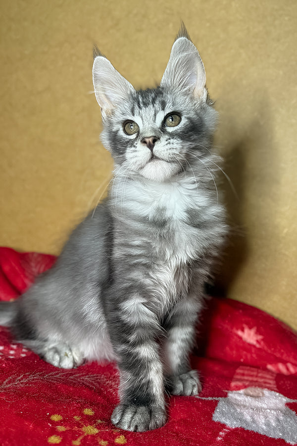 Zivert | Maine Coon Kitten