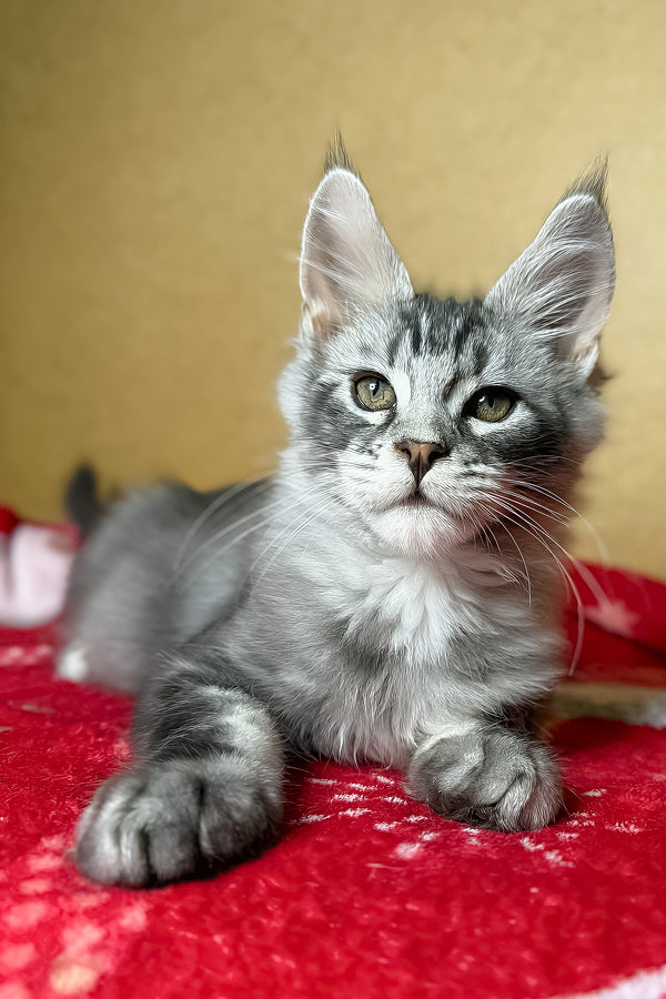 Zivert | Maine Coon Kitten