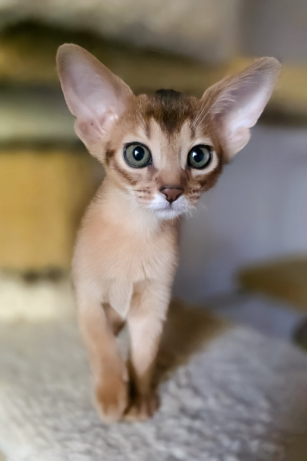 Zlata | Abyssinian Kitten