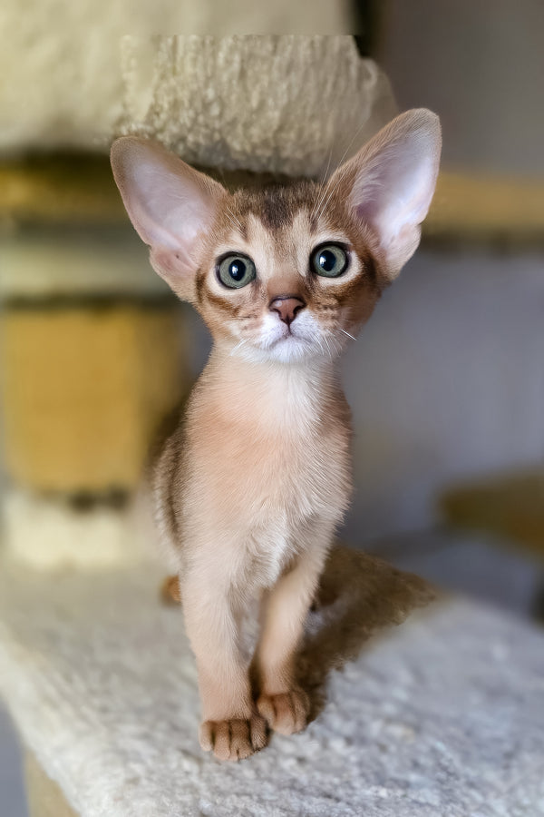 Zlata | Abyssinian Kitten