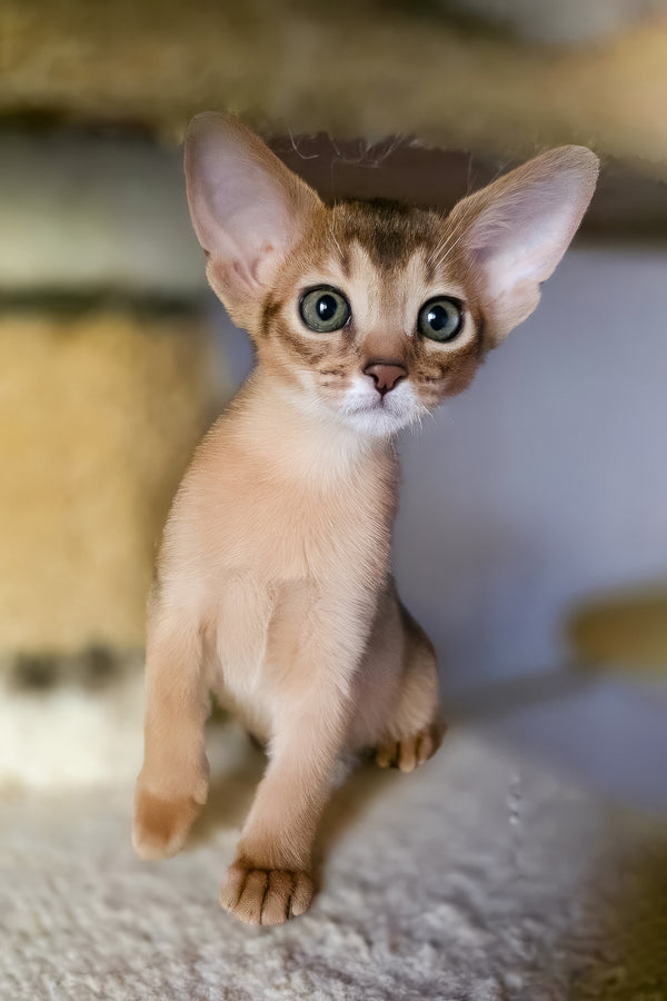 Zlata | Abyssinian Kitten