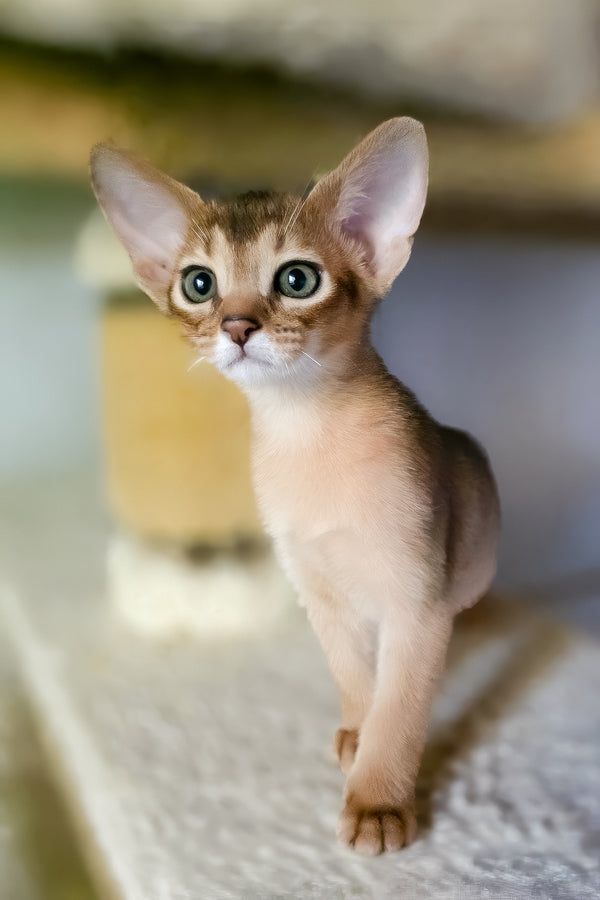 Zlata | Abyssinian Kitten