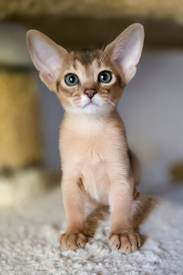 Zlata | Abyssinian Kitten