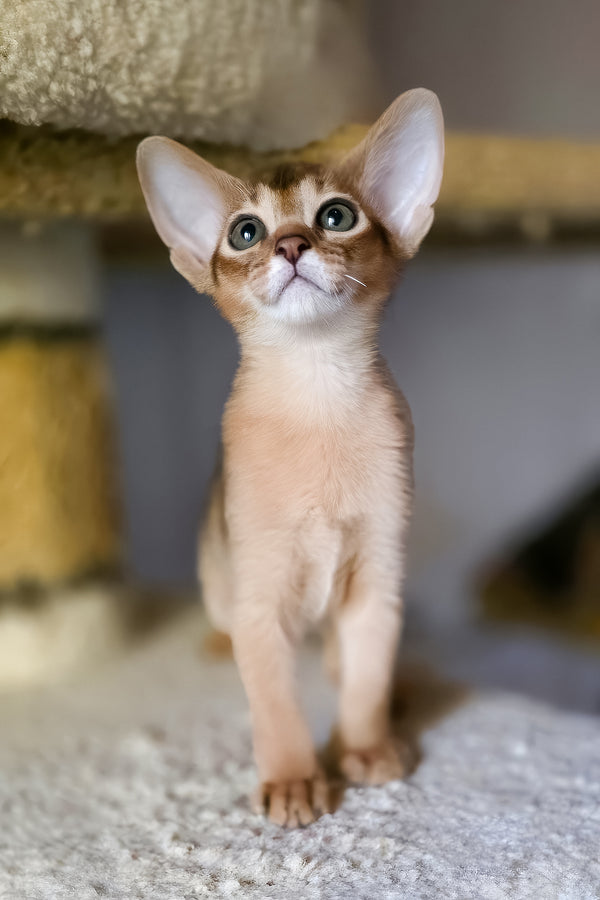 Zlata | Abyssinian Kitten