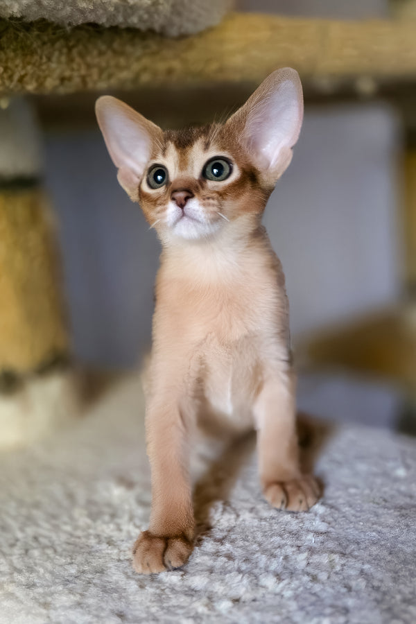 Zlata | Abyssinian Kitten