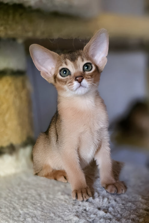 Zlata | Abyssinian Kitten