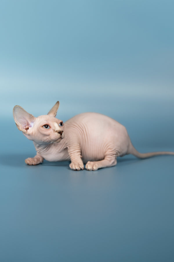 Patricia | Bambino Sphynx Kitten