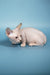 Patricia | Bambino Sphynx Kitten