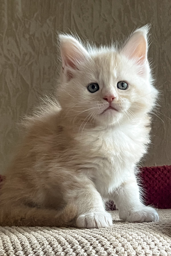 Ricky | Maine Coon Kitten