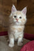 Ricky | Maine Coon Kitten