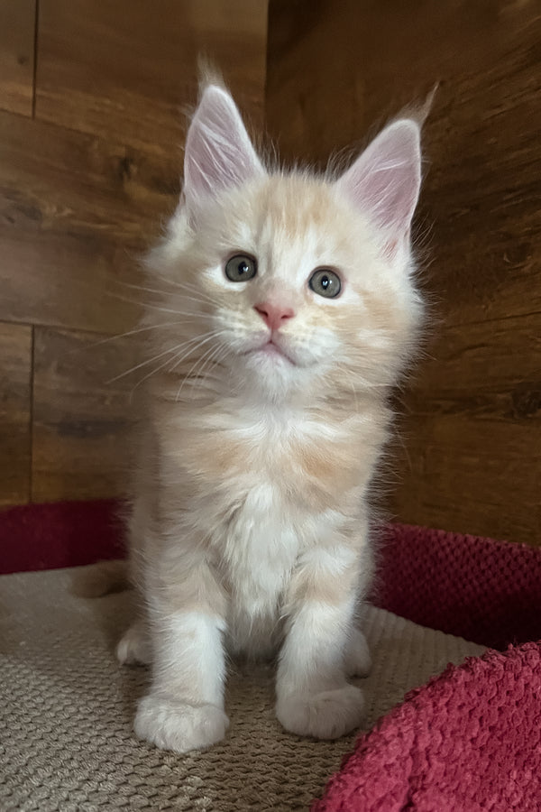 Ricky | Maine Coon Kitten