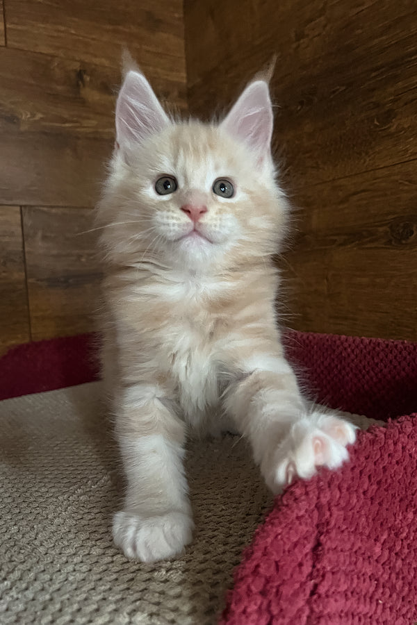 Ricky | Maine Coon Kitten