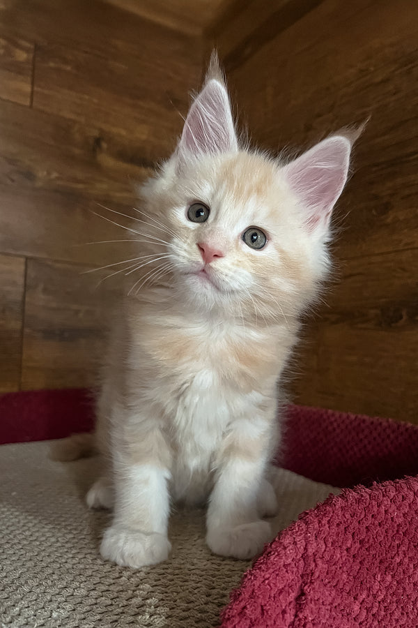 Ricky | Maine Coon Kitten