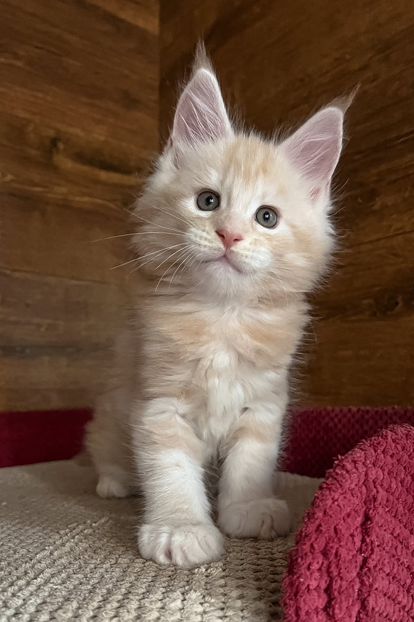 Ricky | Maine Coon Kitten