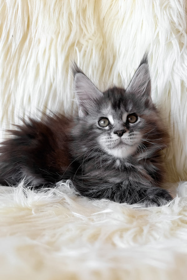 Julia | Maine Coon Kitten