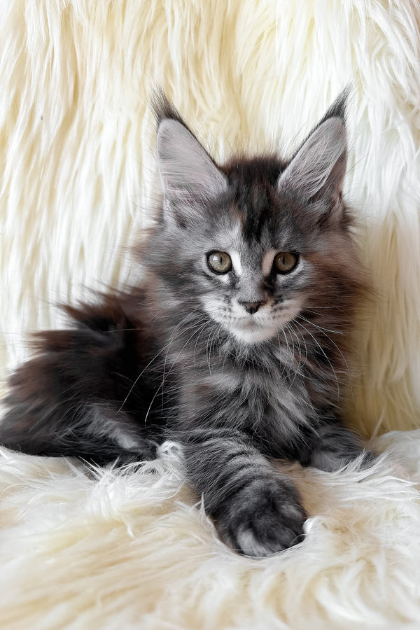 Julia | Maine Coon Kitten