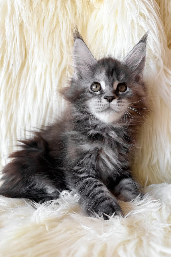 Julia | Maine Coon Kitten