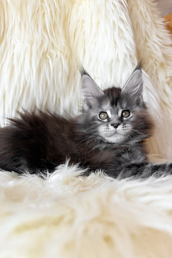 Julia | Maine Coon Kitten