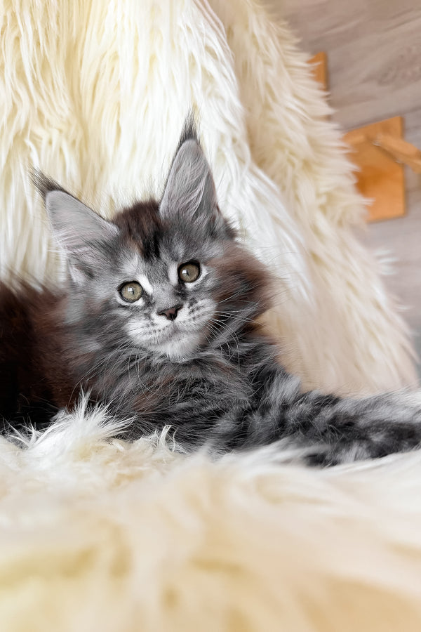 Julia | Maine Coon Kitten