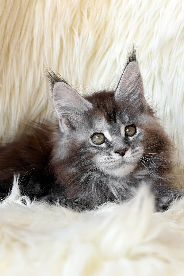 Julia | Maine Coon Kitten