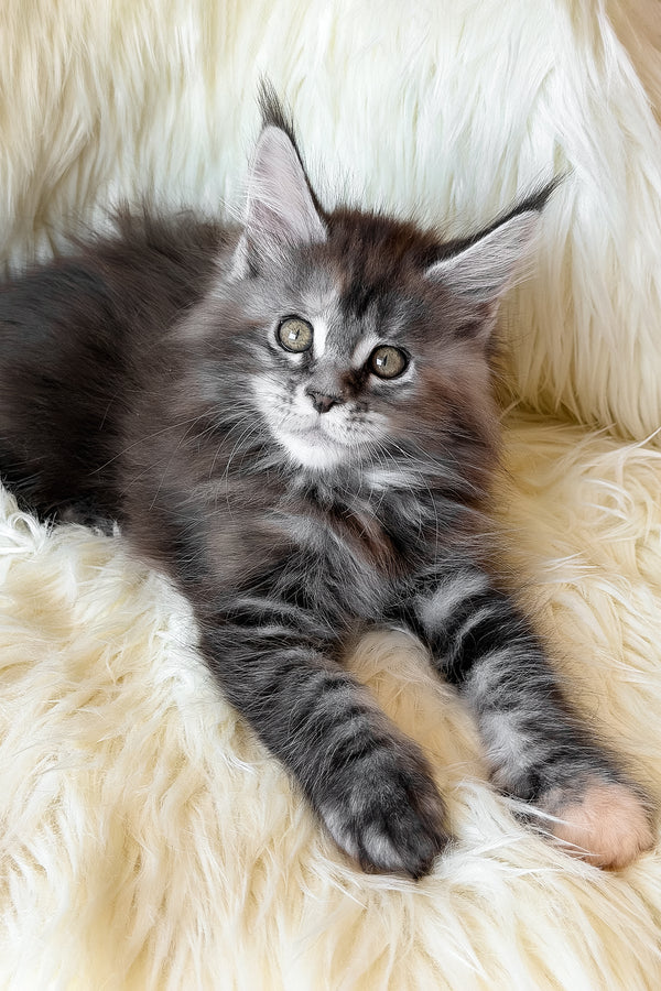 Julia | Maine Coon Kitten