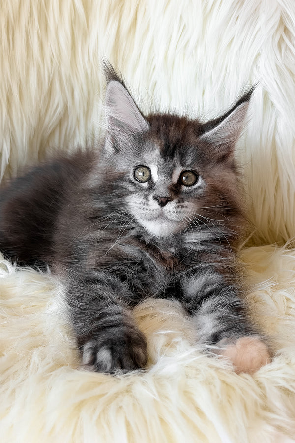 Julia | Maine Coon Kitten
