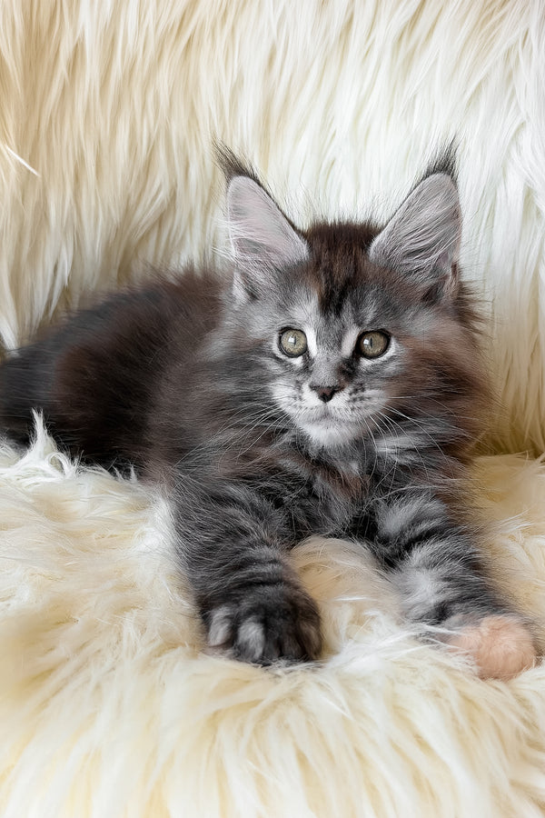 Julia | Maine Coon Kitten