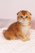 Van Gogh | Scottish Fold Kitten