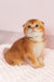 Van Gogh | Scottish Fold Kitten