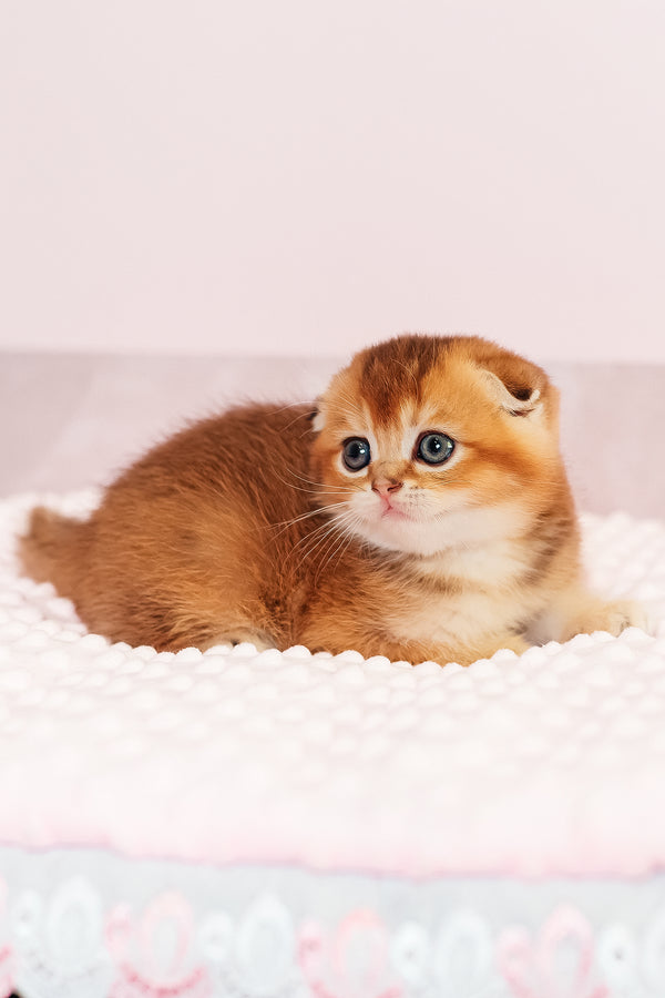 Van Gogh | Scottish Fold Kitten