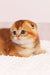 Van Gogh | Scottish Fold Kitten
