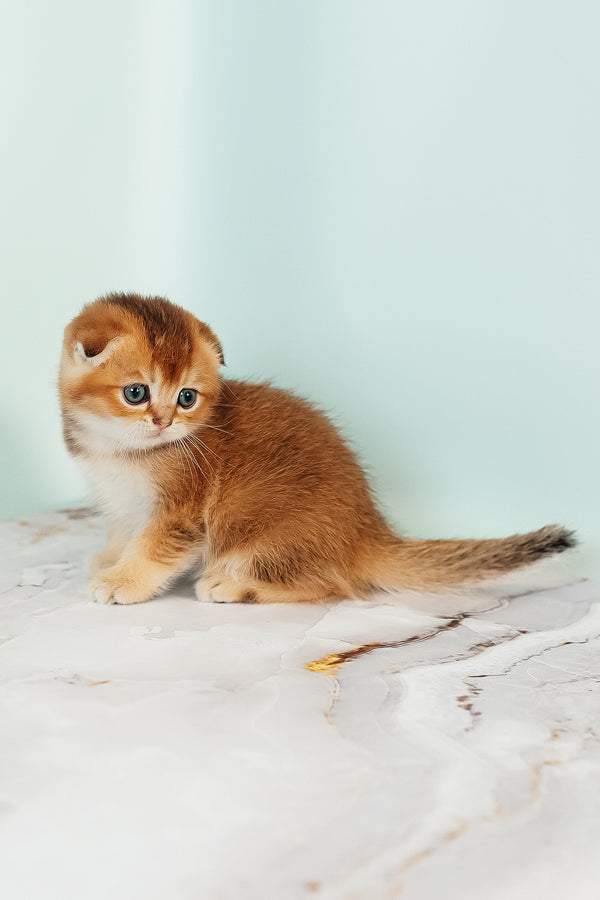 Van Gogh | Scottish Fold Kitten