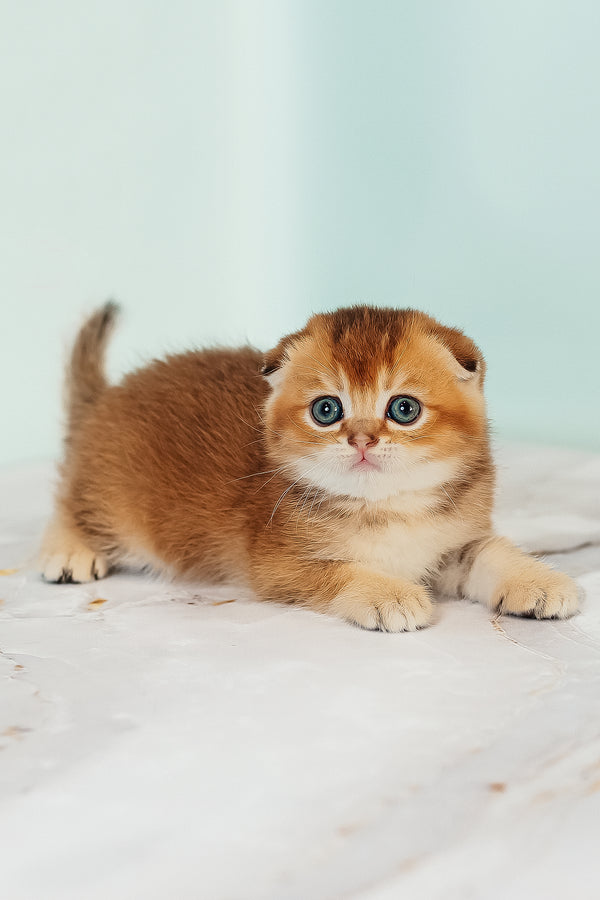 Van Gogh | Scottish Fold Kitten