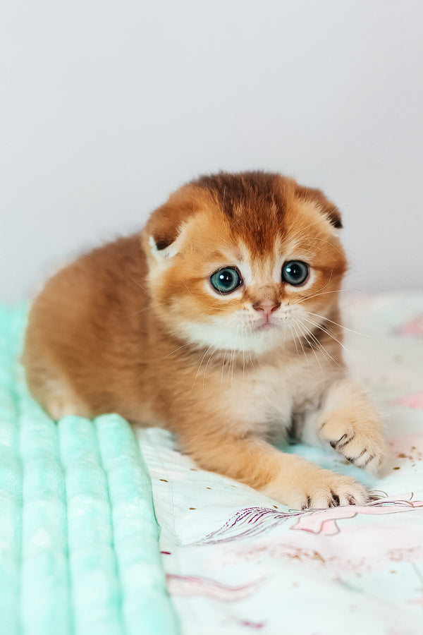 Van Gogh | Scottish Fold Kitten
