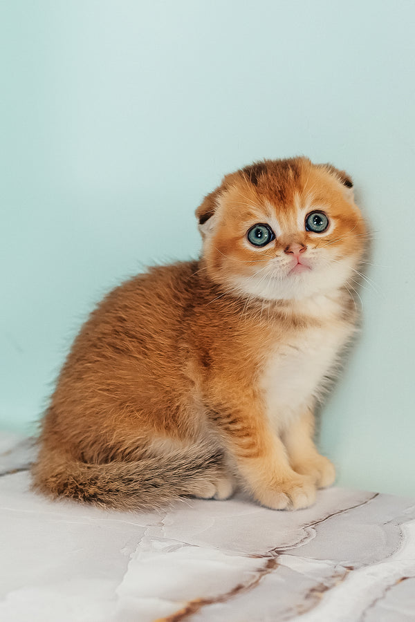 Van Gogh | Scottish Fold Kitten