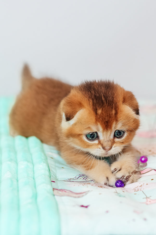 Van Gogh | Scottish Fold Kitten