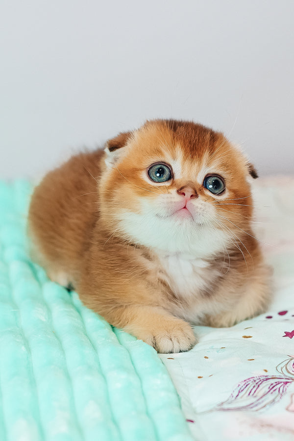 Van Gogh | Scottish Fold Kitten