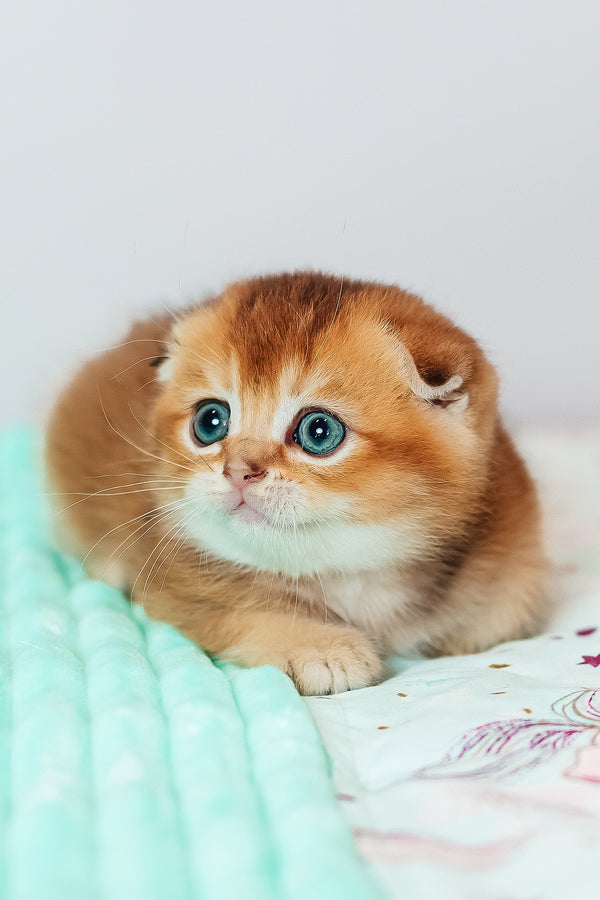 Van Gogh | Scottish Fold Kitten