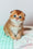 Van Gogh | Scottish Fold Kitten