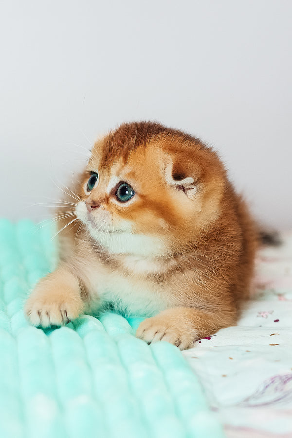 Van Gogh | Scottish Fold Kitten