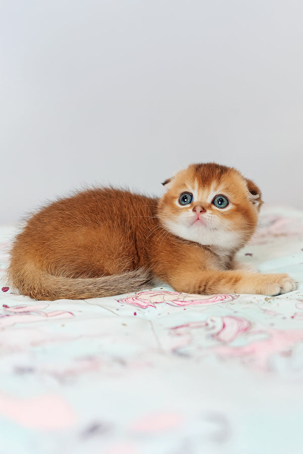Van Gogh | Scottish Fold Kitten