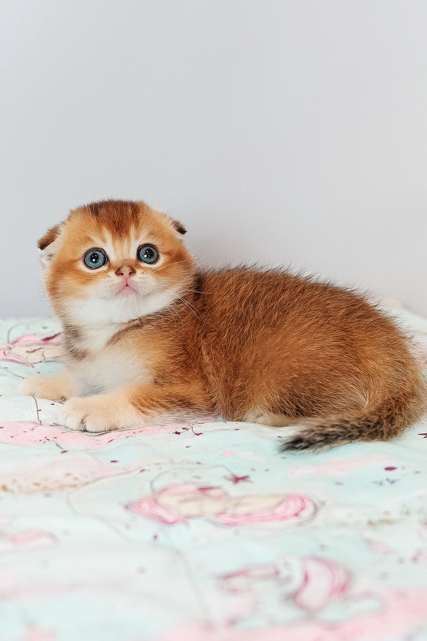 Van Gogh | Scottish Fold Kitten