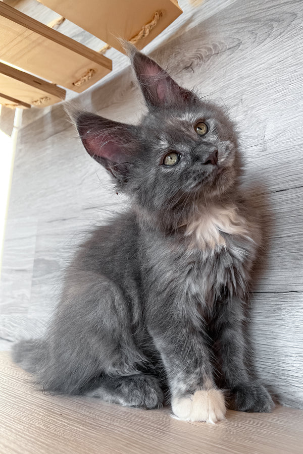 Prima | Maine Coon Kitten