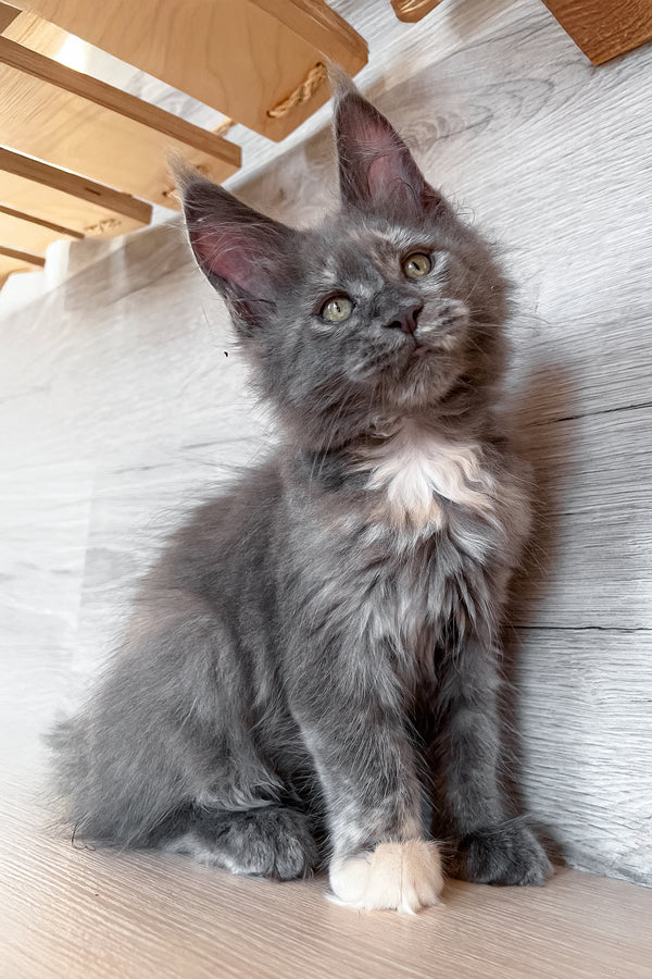 Prima | Maine Coon Kitten