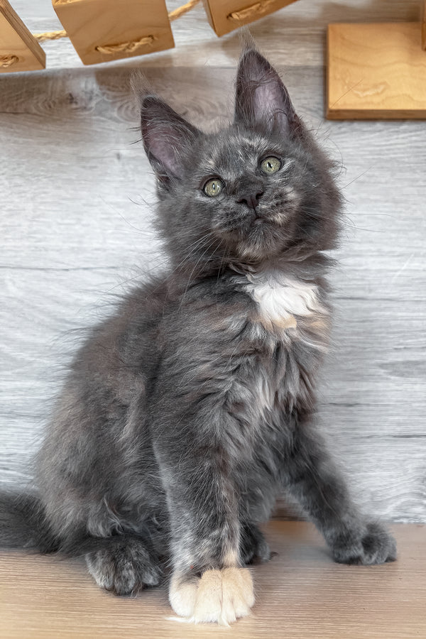 Prima | Maine Coon Kitten