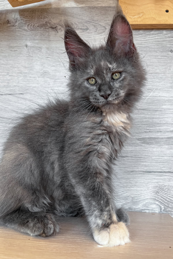 Prima | Maine Coon Kitten